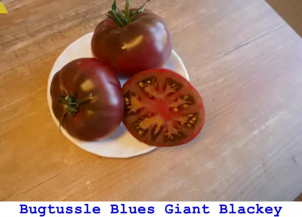 Tomaten: Bugtussle Blues Giant Blackey