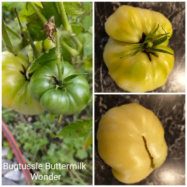 Tomaten: Bugtussle Buttermilk Wonder