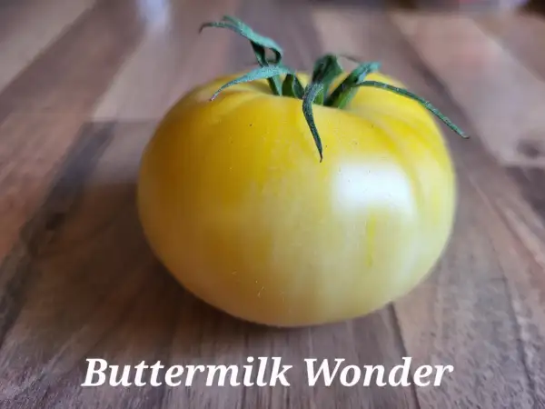 Tomaten: Bugtussle Buttermilk Wonder