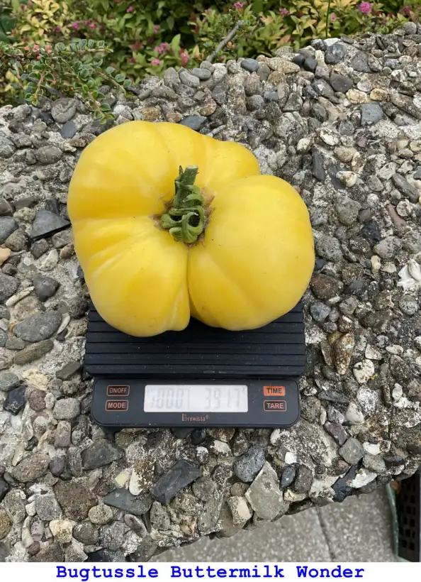 Tomaten: Bugtussle Buttermilk Wonder