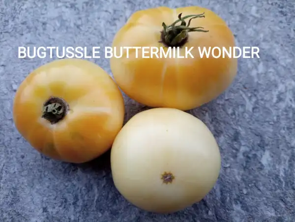 Tomaten: Bugtussle Buttermilk Wonder