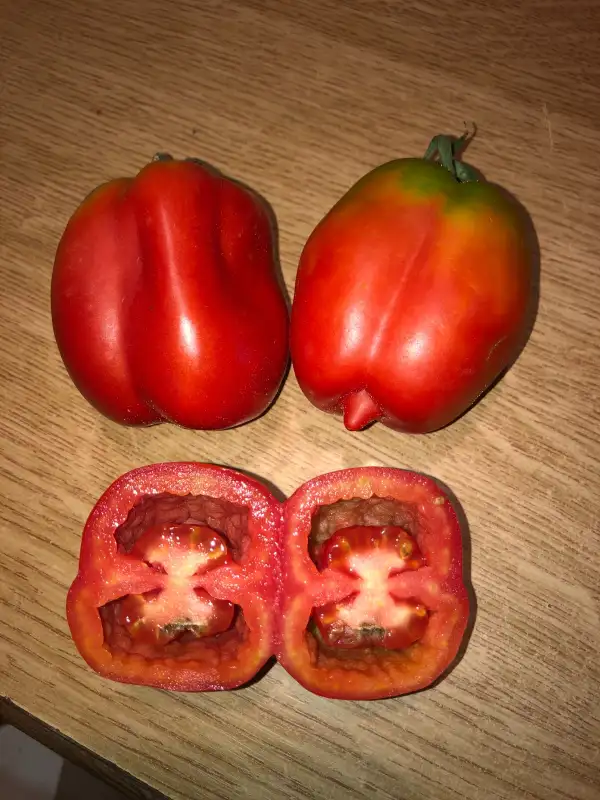 Tomaten: Bulgaria