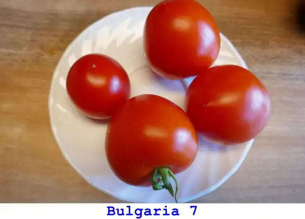Tomaten: Bulgaria 7