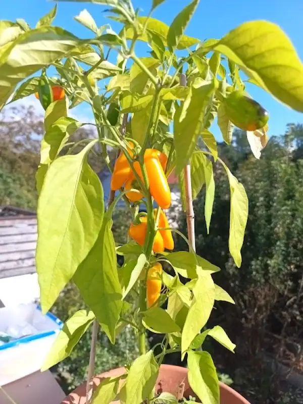 Chili / Paprika: Bulgarian Carrot