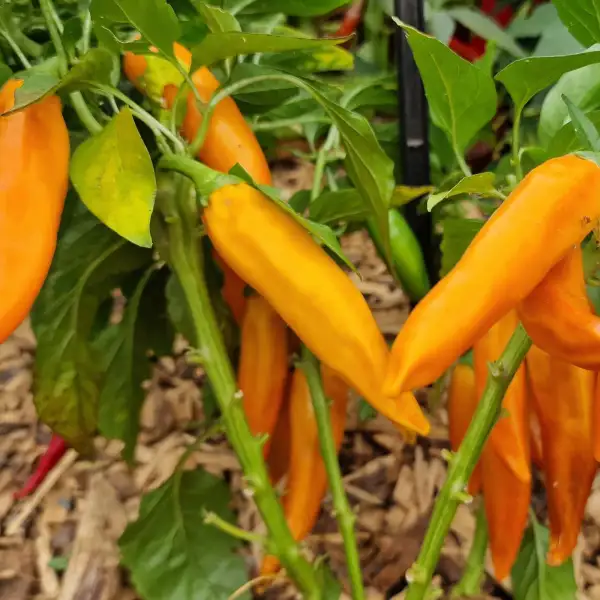 Chili: Bulgarian Carrot