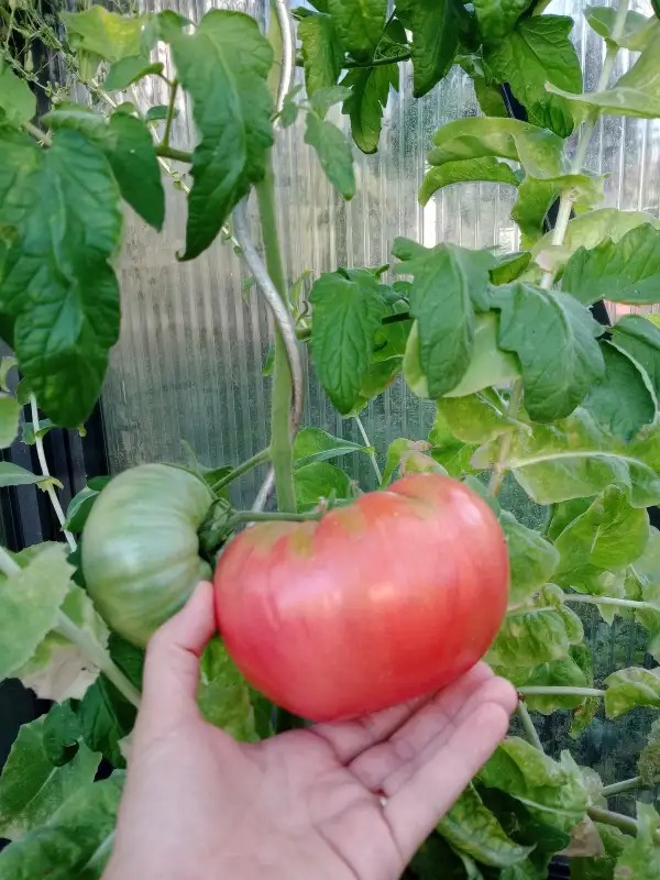 Tomaten: Bulgarien
