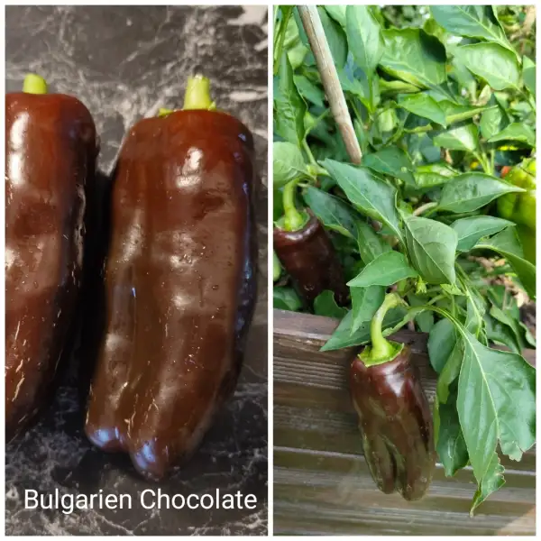 Chili / Paprika: Bulgarien Chocolate Paprika