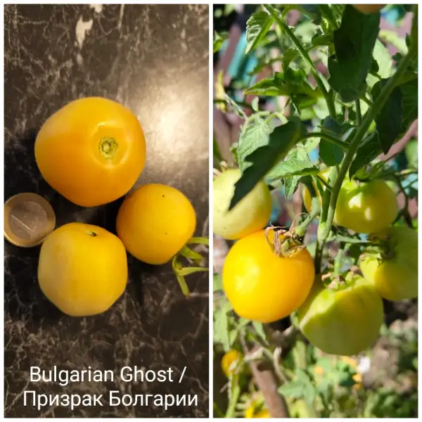 Tomaten: Bulgarien Ghost