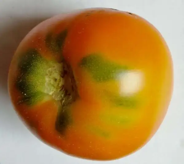 Tomaten: Bulgarische gelbe Tomate (2021)