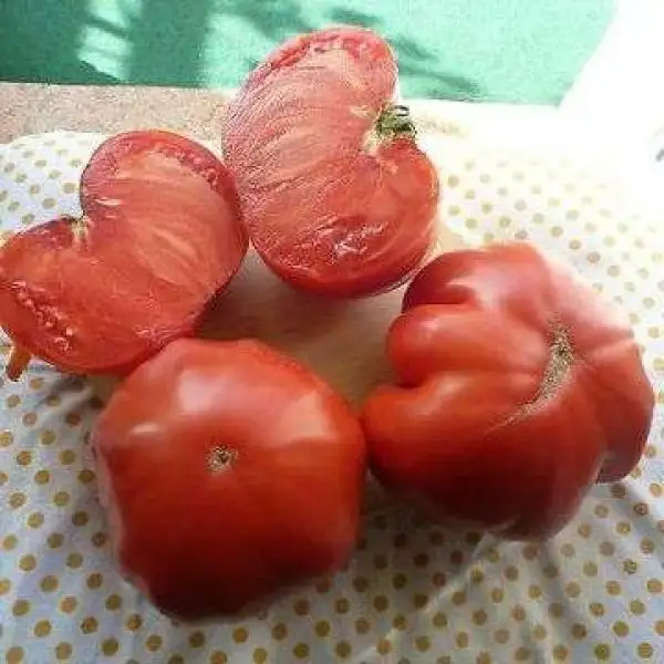 Tomaten: Bulgarische Riesenfleischtomate