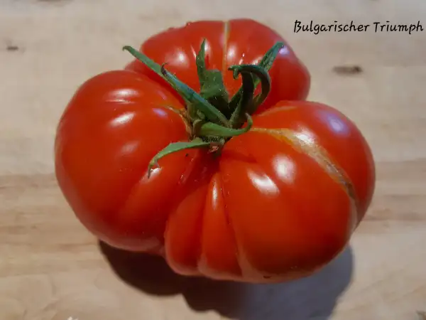 Tomaten: Bulgarischer Triumpf