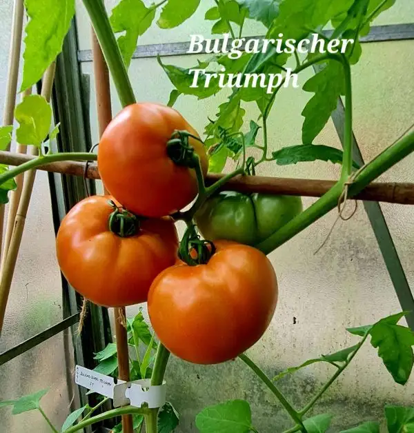 Tomaten: Bulgarischer Triumph