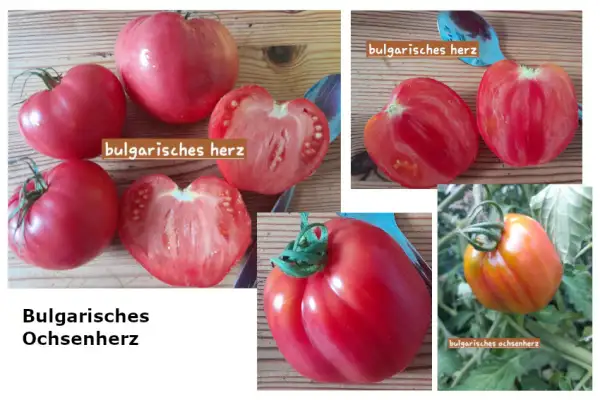 Tomaten: Bulgarisches Ochsenherz