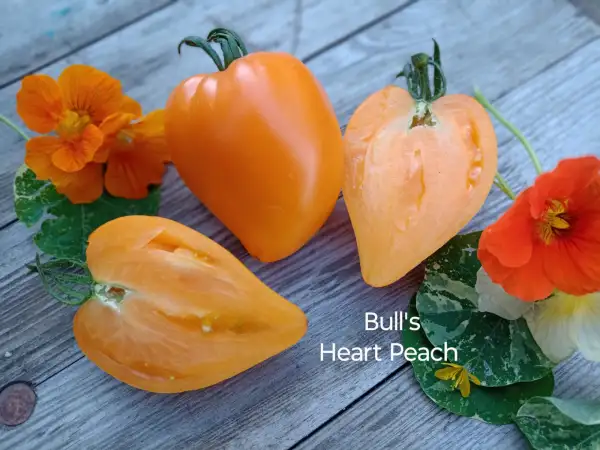 Tomaten: Bull