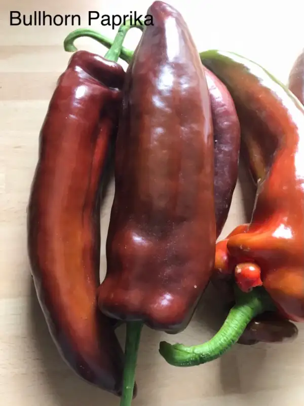 Chili / Paprika: Bullhorn