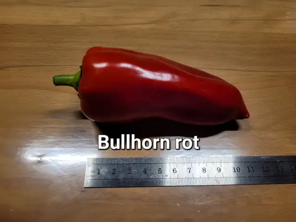 Chili / Paprika: Bullhorn Paprika Spitzpaprika 100cm rot