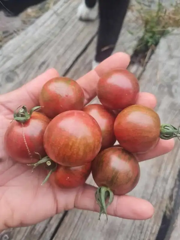 Tomaten: Bumble Bee Purple