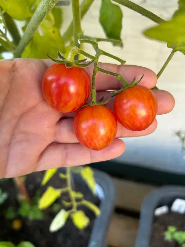 Tomaten: Bumblebee