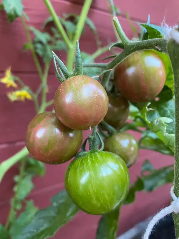 Tomaten: Bumblebee