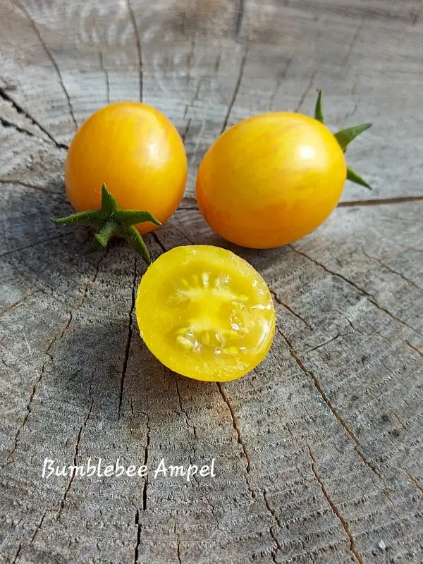 Tomaten: Bumblebee ampel