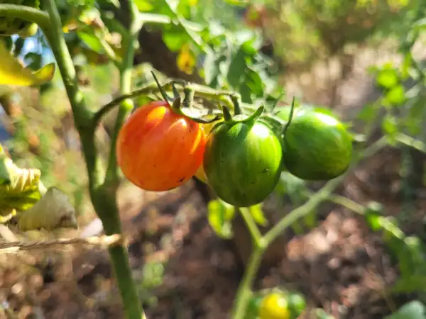 Tomaten: Bumbleebee