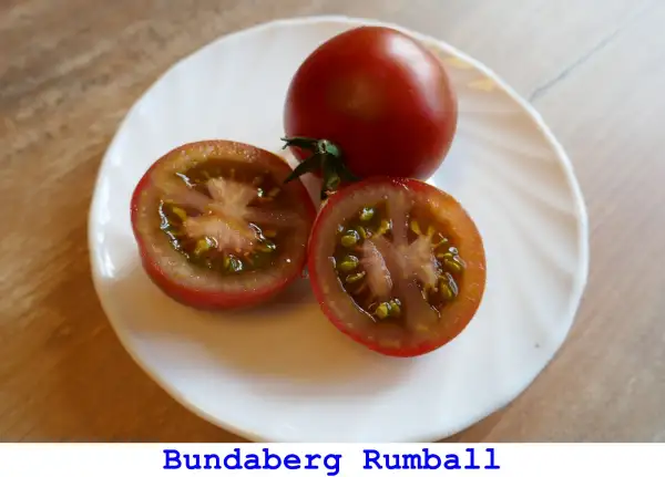 Tomaten: Bundaberg Rumball