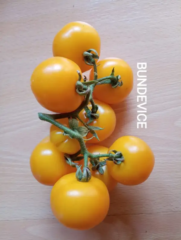 Tomaten: Bundevice