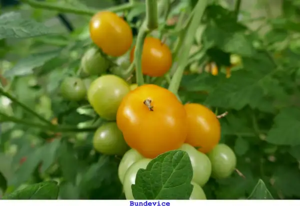 Tomaten: Bundevice