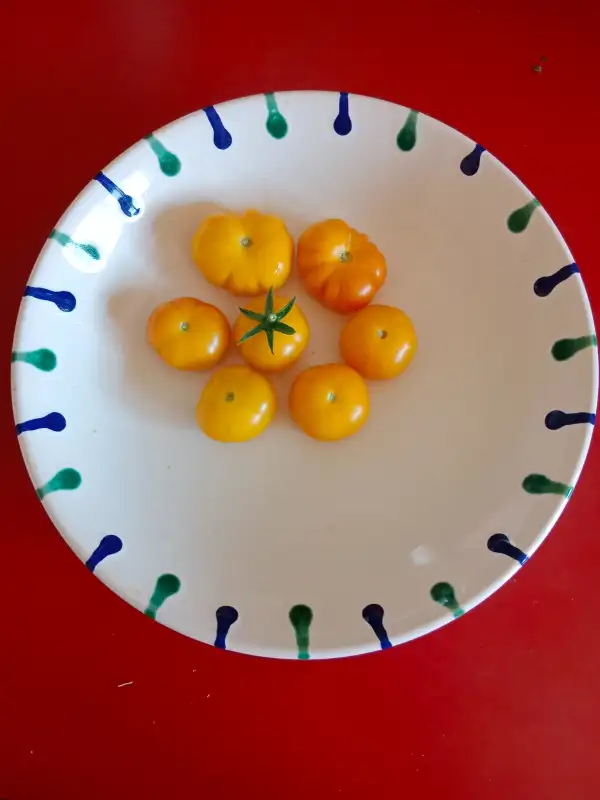 Tomaten: Bundevice