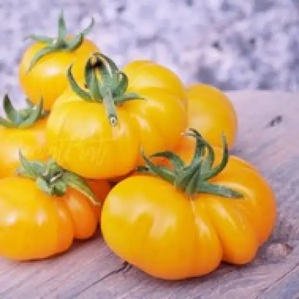 Tomaten: Bundevice