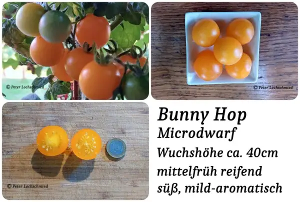 Tomaten: BUNNY HOP