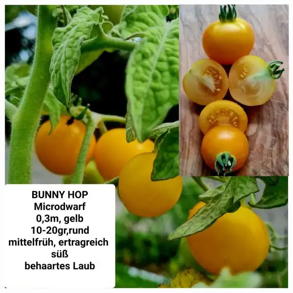 Tomaten: BUNNY HOP