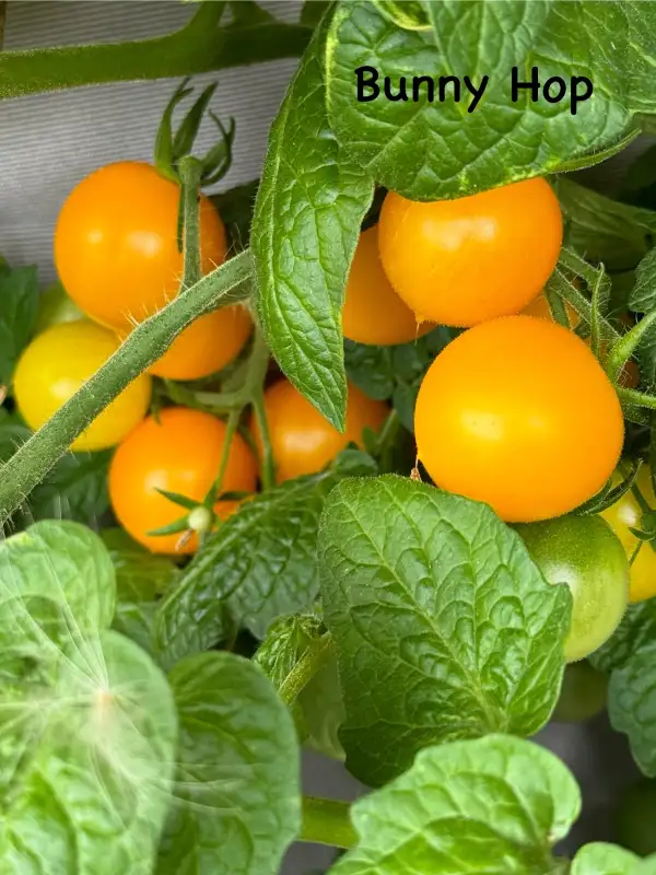 Tomaten: Bunny Hop (Microdwarf)