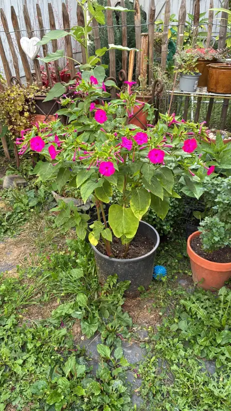 Blumen: Bunte Mischung