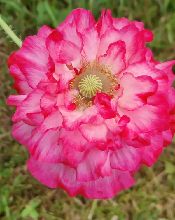 Blumen: Bunter Klatschmohn