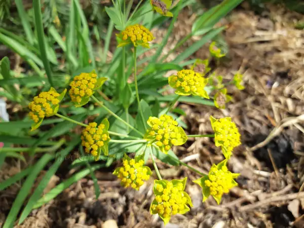 Stauden / Gehölz: Bupleurum ranunculoides ‣‣‣‣‣‣‣‣‣‣‣ Berg-Hasenohr - Mountain Hare Ear