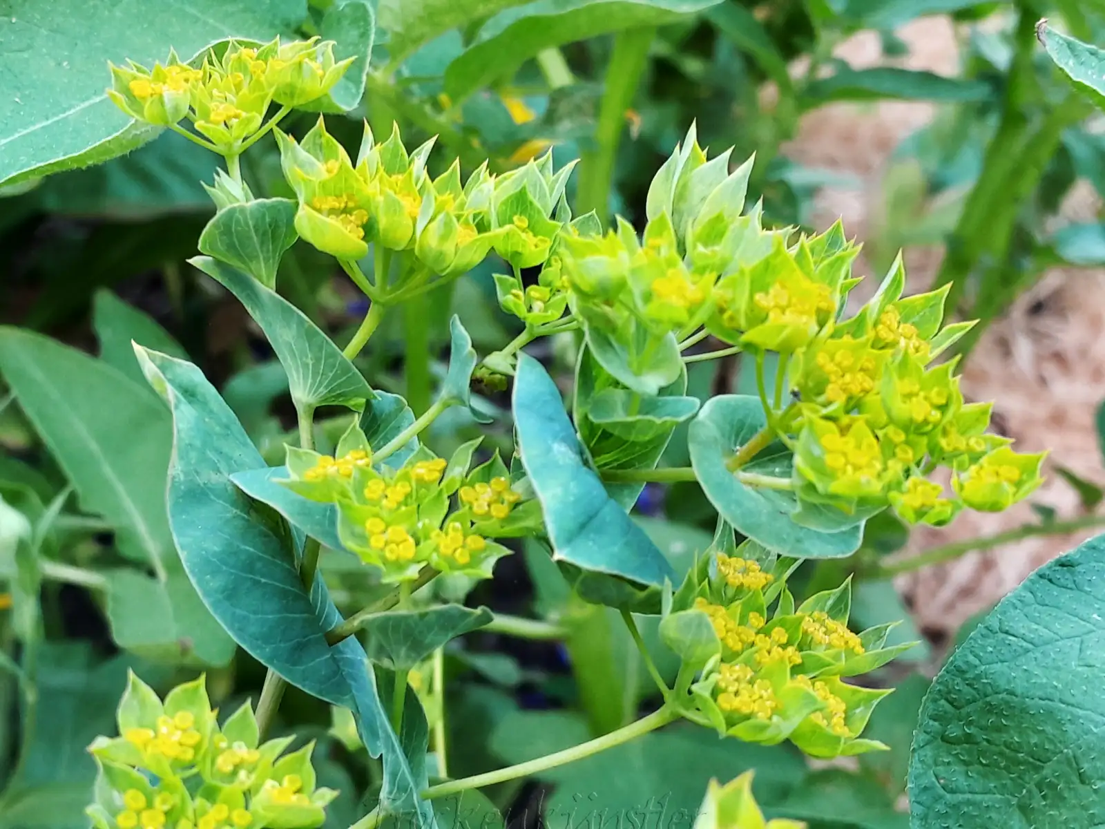 Blumen: Bupleurum rotundifolium