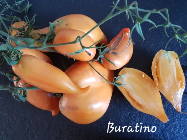 Tomaten: Buratino