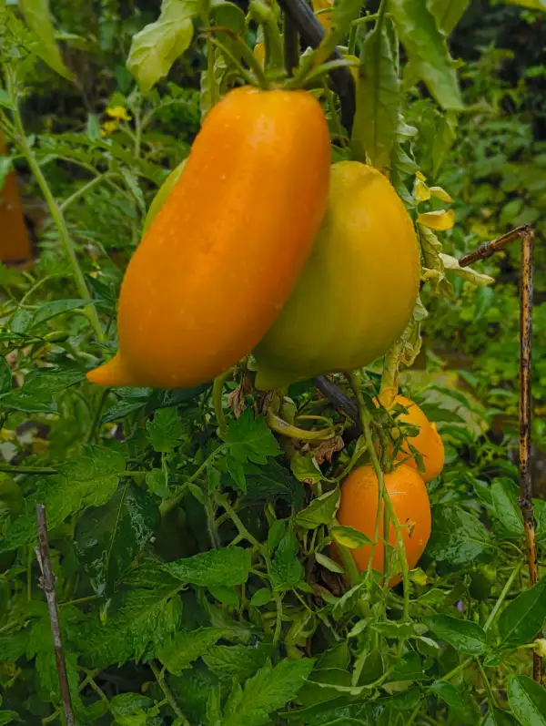 Tomaten: Buratino