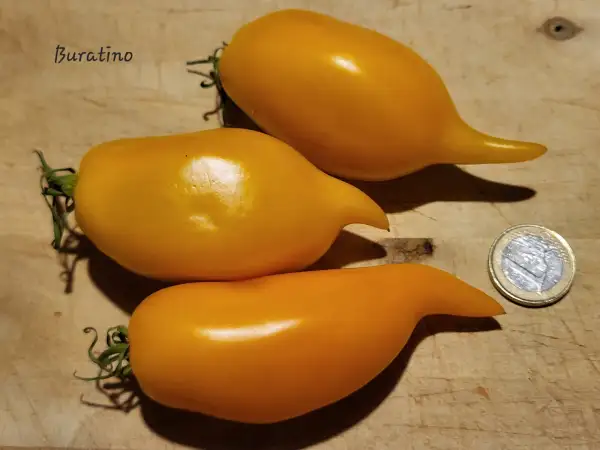 Tomaten: Buratino