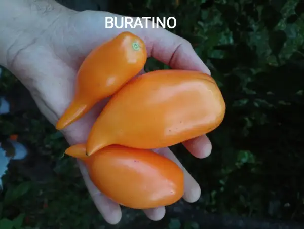 Tomaten: Buratino