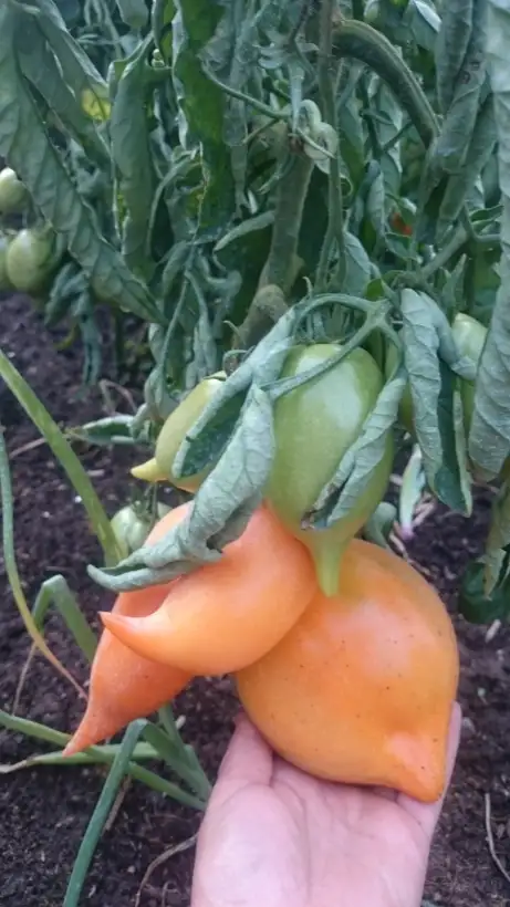 Tomaten: Buratino