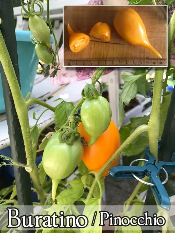 Tomaten: Buratino/Pinocchio