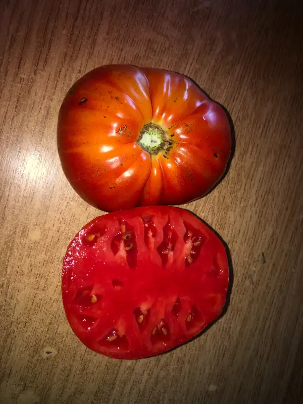 Tomaten: Burgess Colossal Red Improved