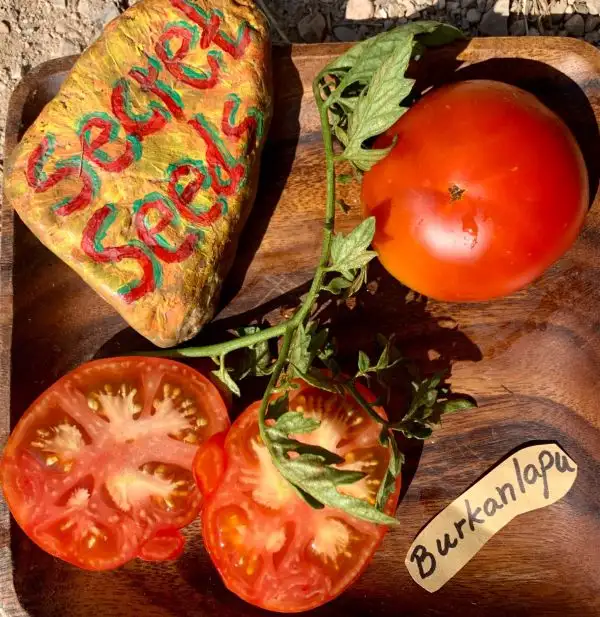 Tomaten: Burkalapu