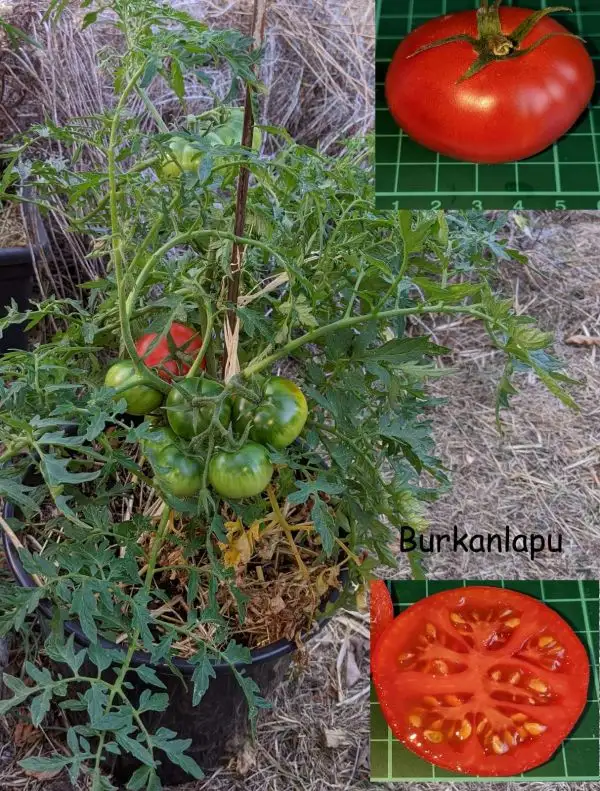 Tomaten: Burkanlapu