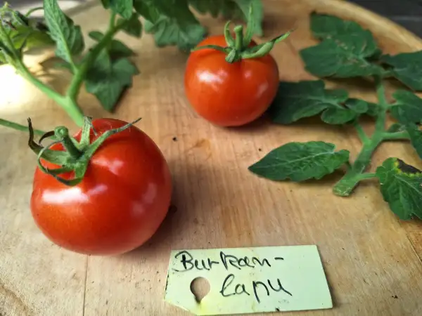 Tomaten: Burkanlapu