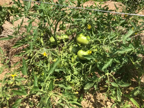 Tomaten: Burkanlapu