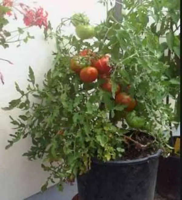 Tomaten: Burkanlapu