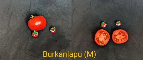 Tomaten: Burkanlapu